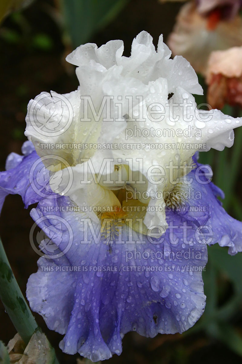 Iris Tall Cool One (Iris germanica, Tall Bearded)  1