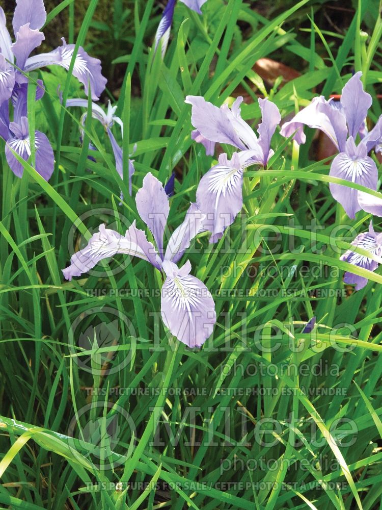 Iris tenax (Iris)  1