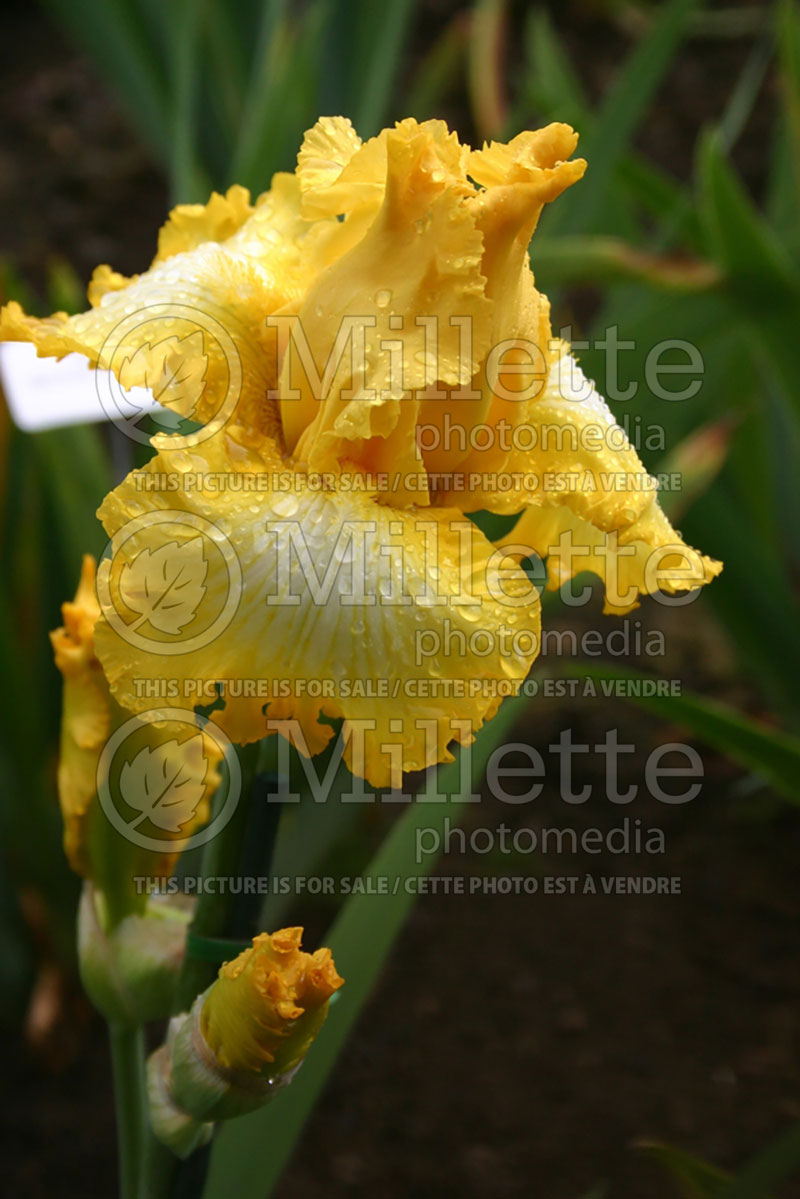 Iris That's All Folks (Intermediate Bearded Iris) 1 