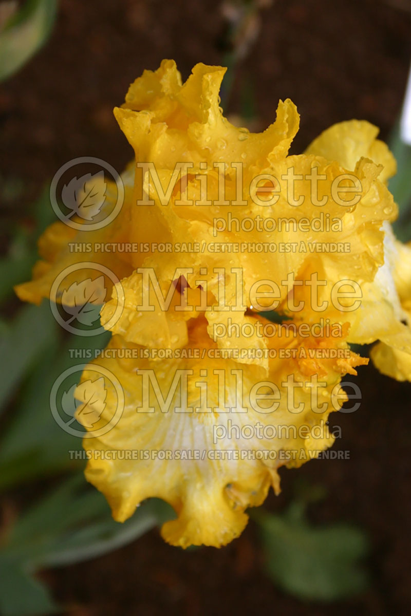 Iris That's All Folks (Intermediate Bearded Iris) 2 