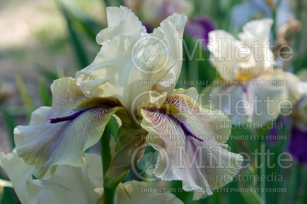 Iris Thornbird (Iris germanica Tall bearded) 4