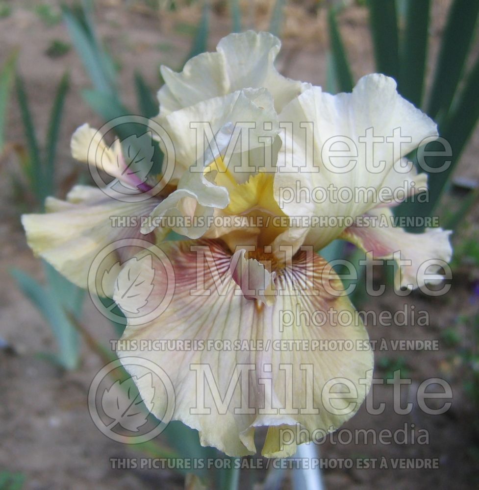 Iris Thornbird (Iris germanica Tall bearded) 1