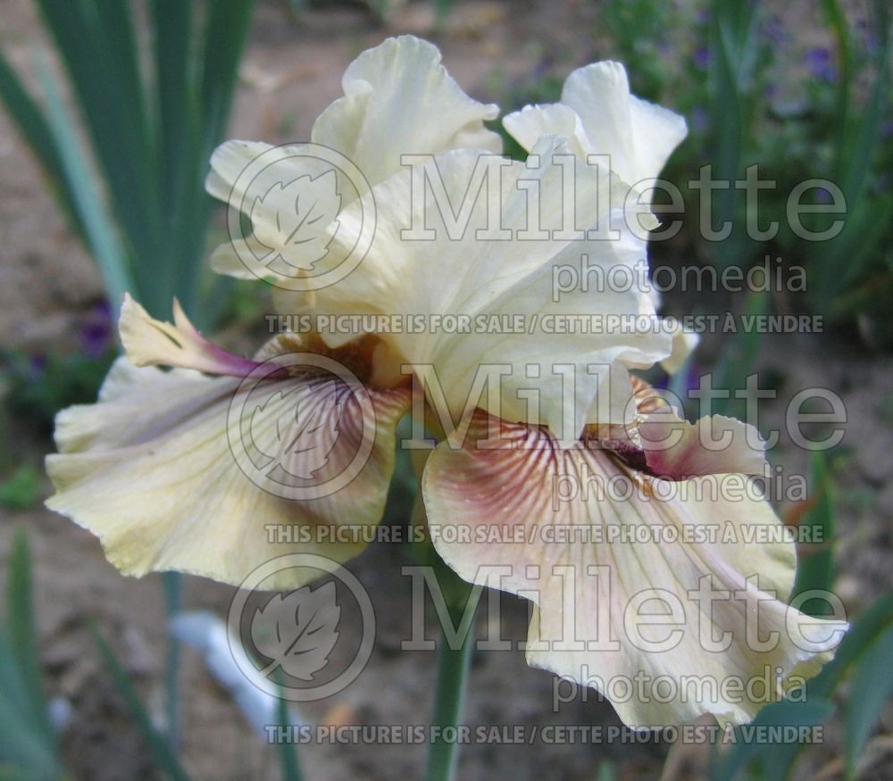 Iris Thornbird (Iris germanica Tall bearded) 2