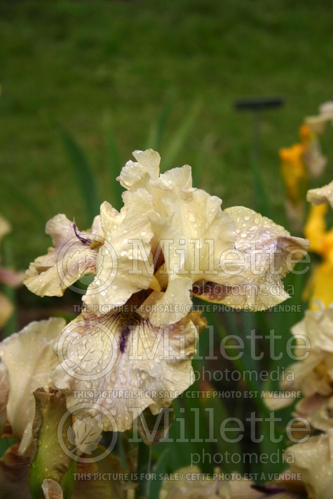 Iris Thornbird (Iris germanica Tall bearded) 3