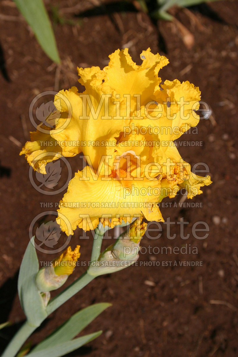 Iris Throb (Iris germanica, Tall Bearded) 1