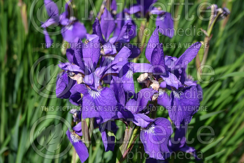 Iris Tropic Night (Iris sibirica) 1