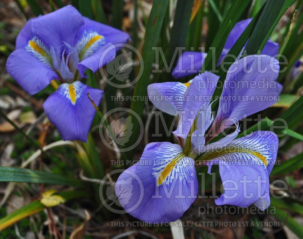 Iris unguicularis (iris) 2 