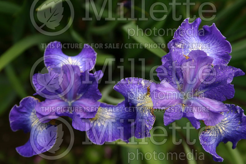 Iris Velvet Prism (Iris sibirica) 1 