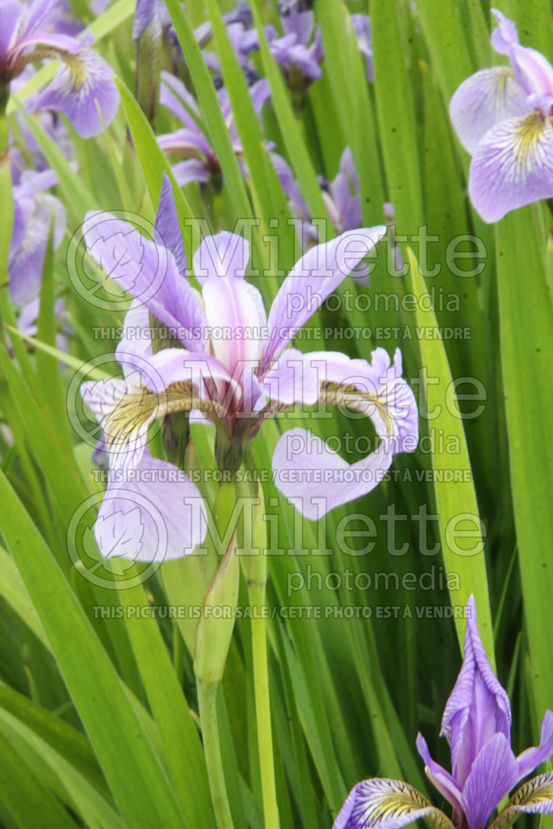 Iris versicolor (Blueflag iris) 4 