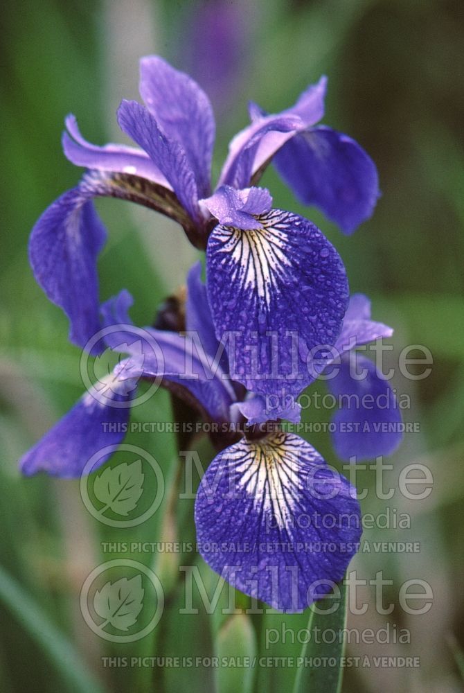 Iris versicolor (Blueflag iris) 5 