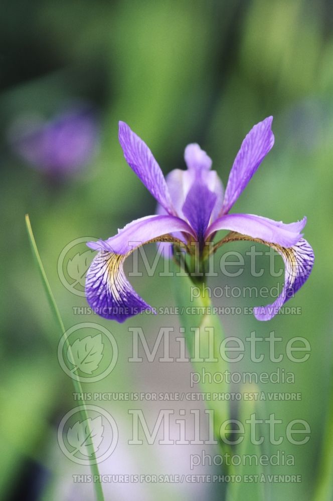 Iris versicolor (Blueflag iris) 3 