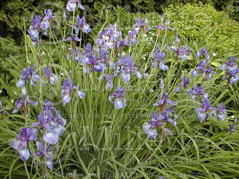 Iris versicolor (Blueflag iris) 2 