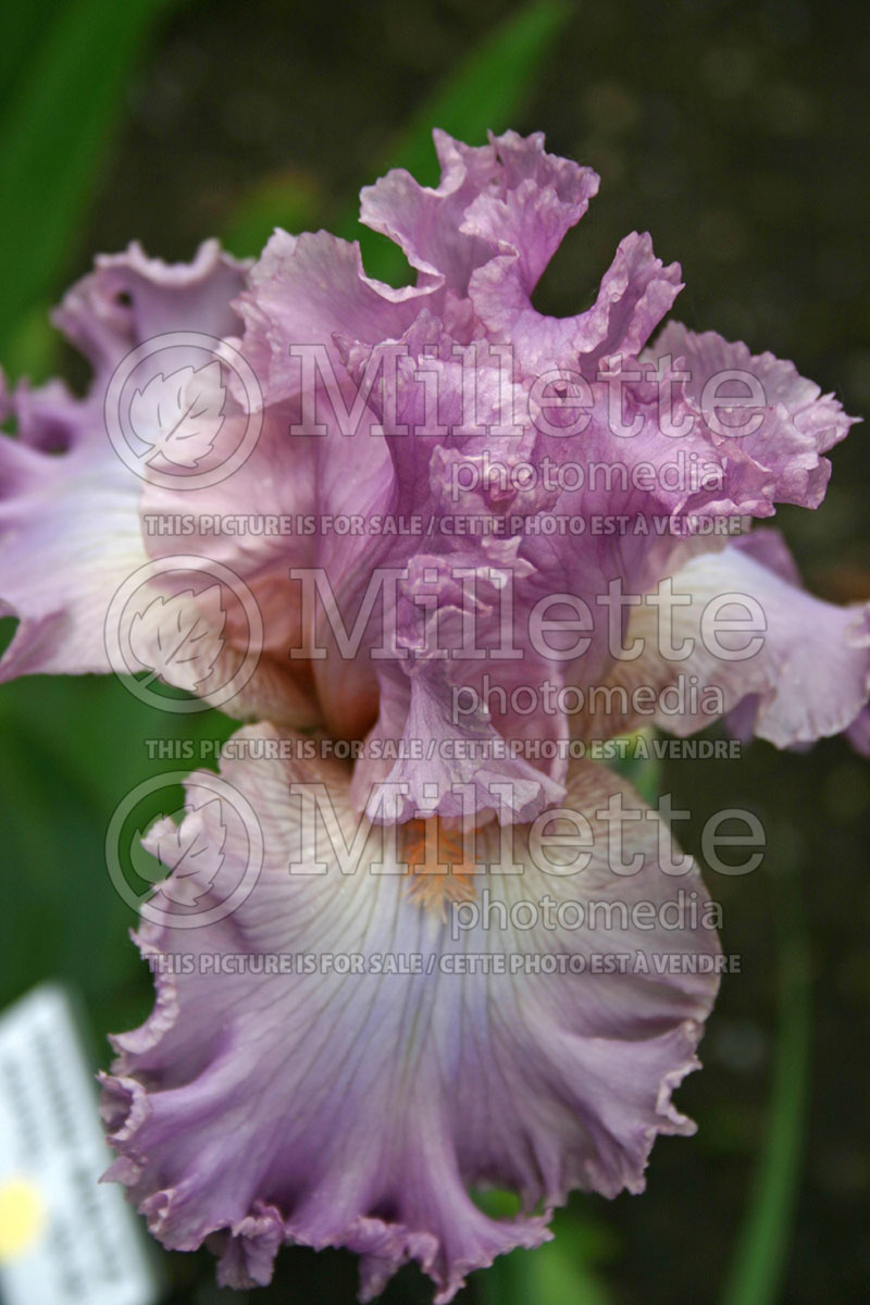 Iris Vienna Waltz (Iris germanica bearded) 1