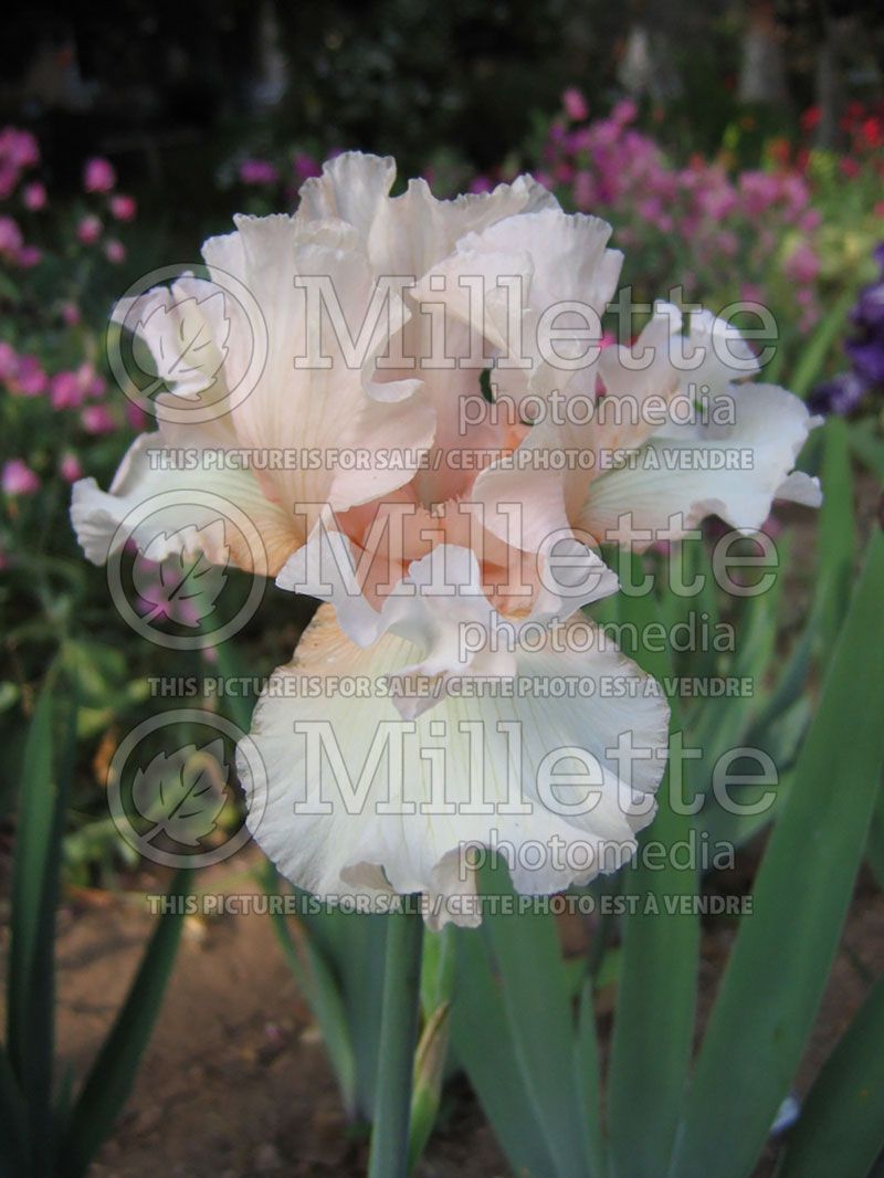 Iris When You Wish (Iris germanica, Tall Bearded)    2