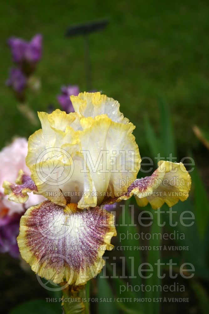 Iris Whispering Spirits (Iris germanica tall bearded) 2