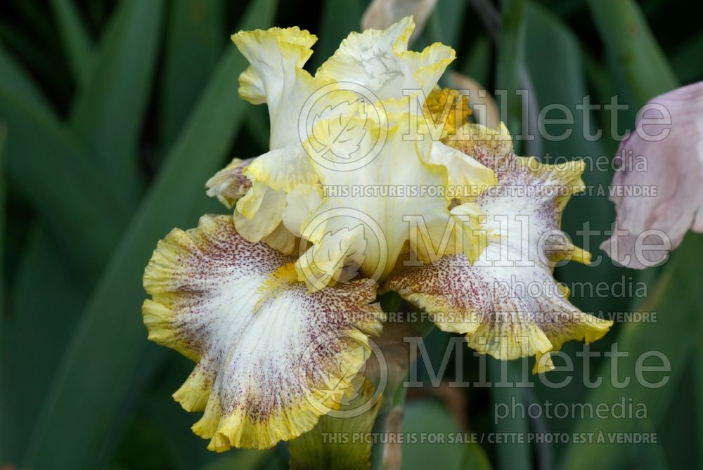 Iris Whispering Spirits (Iris germanica tall bearded) 1