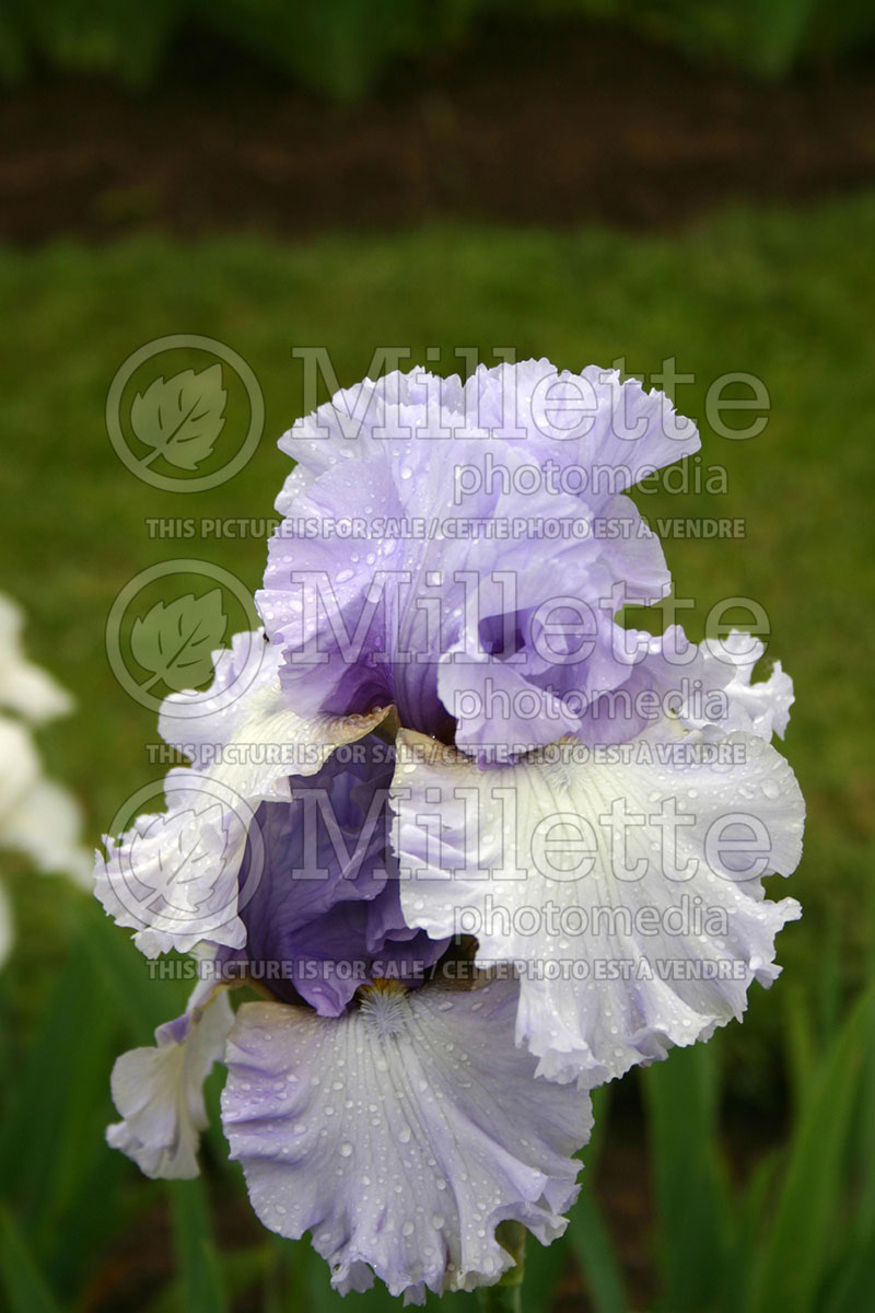 Iris Wishful Thinking (Iris germanica, Tall Bearded) 1