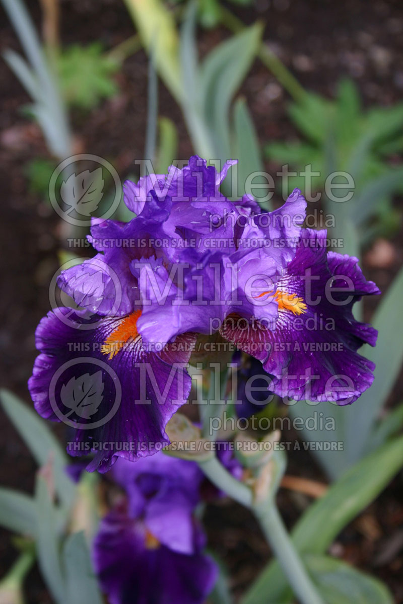 Iris Witch's Wand (Iris germanica, Tall Bearded) 1