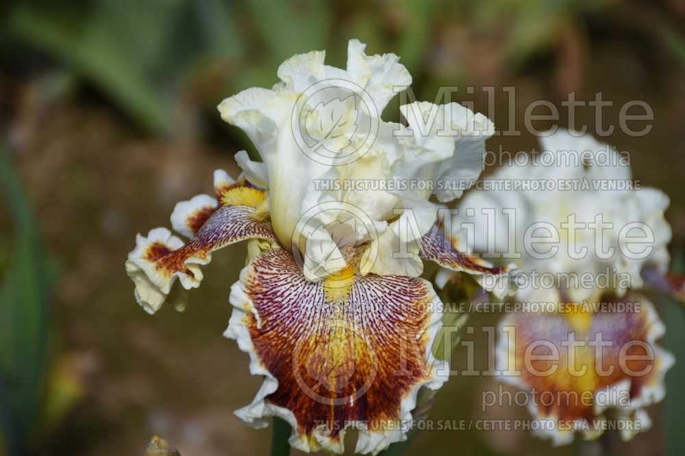 Iris Wonders Never Cease (Iris germanica) 1 