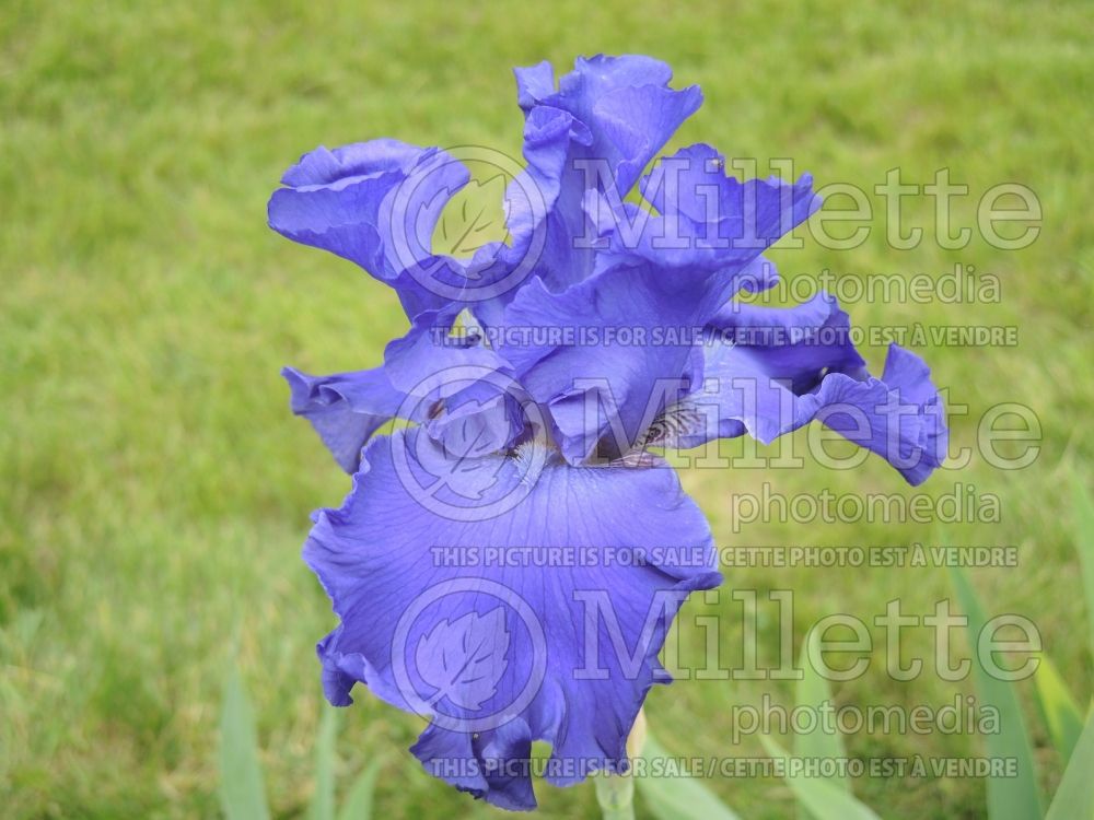 Iris Yaquina Blue (Iris germanica Tall bearded) 2