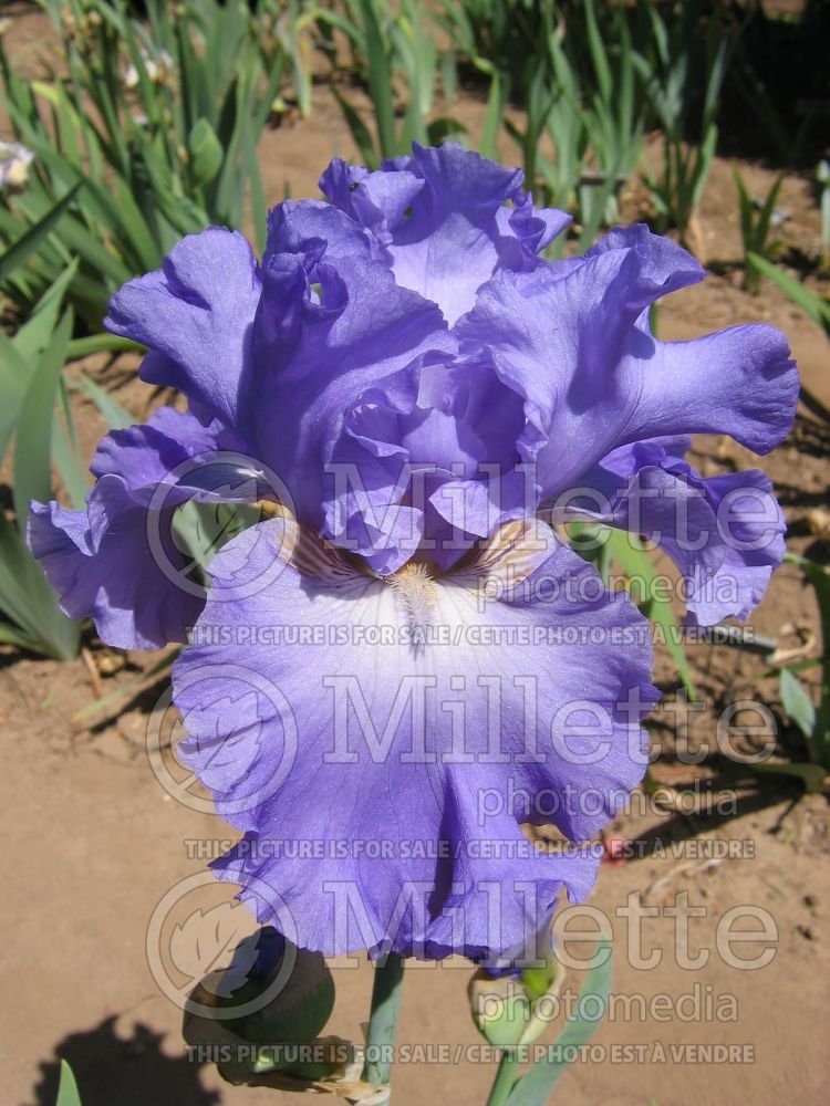 Iris Yaquina Blue (Iris germanica Tall bearded) 3