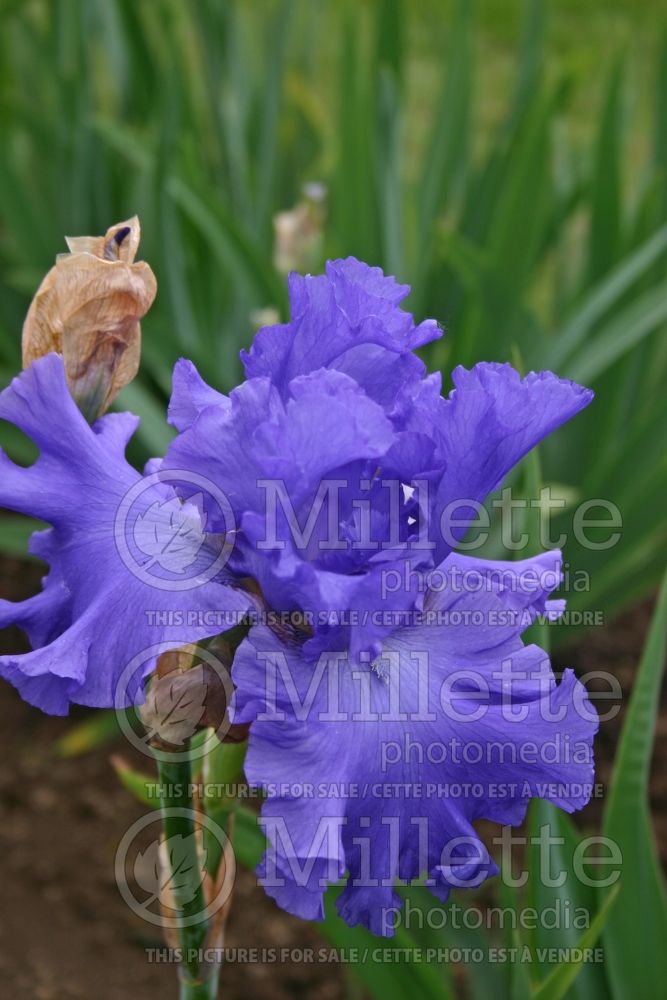 Iris Yaquina Blue (Iris germanica tall bearded) 1