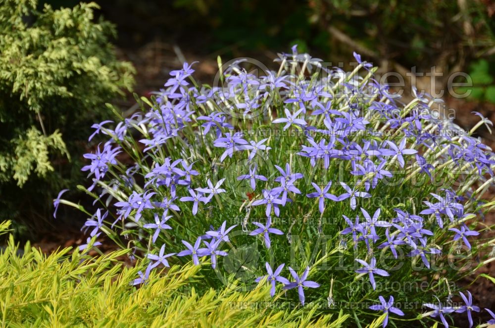 Isotoma Beth's Blue (Laurentia) 1 