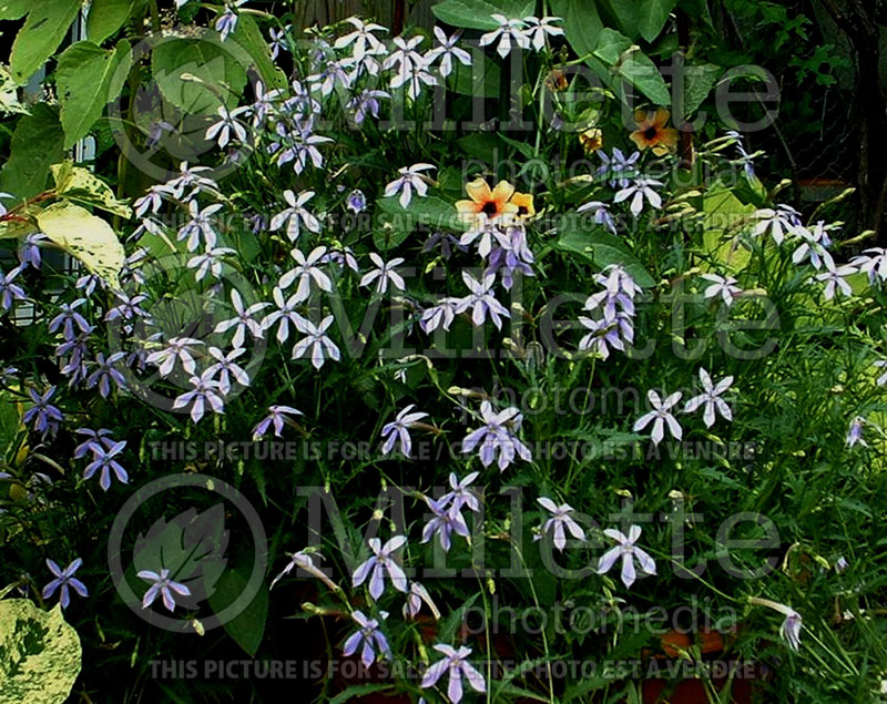 Isotoma axillaris Avant-Garde Blue (Laurentia) 1 