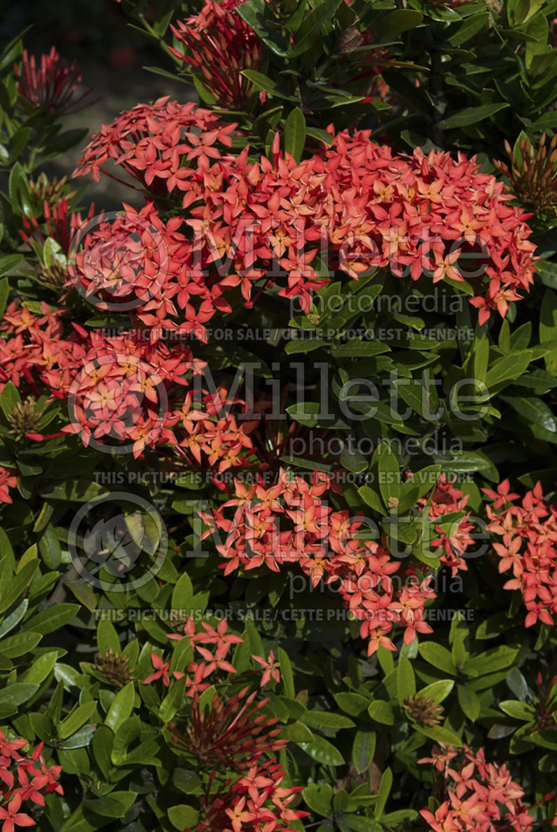 Ixora coccinea (jungle geranium) 1 