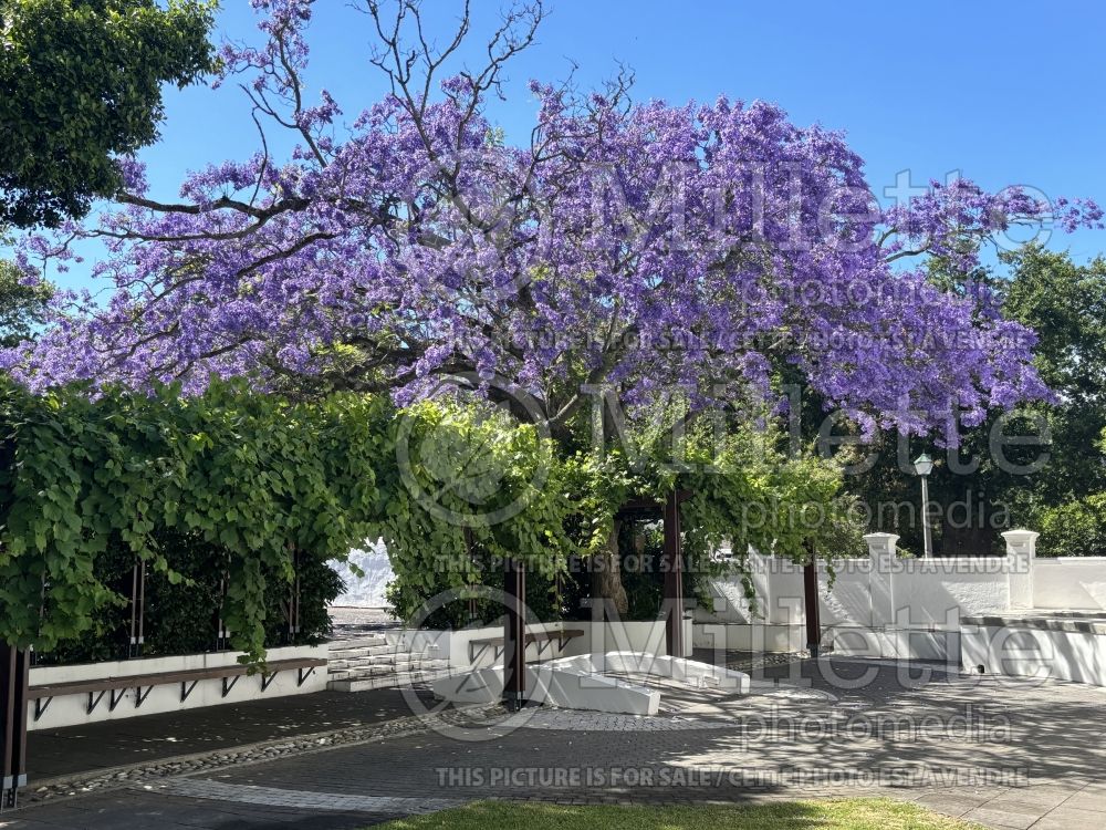 Jacaranda mimosifolia (jacaranda) 5 