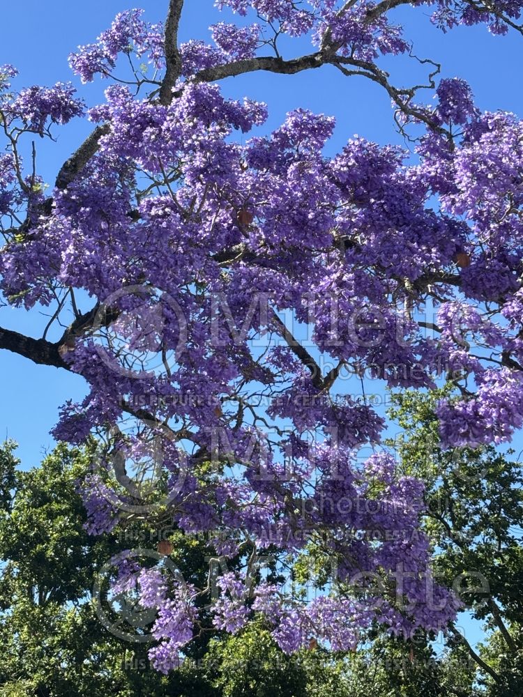 Jacaranda mimosifolia (jacaranda) 6