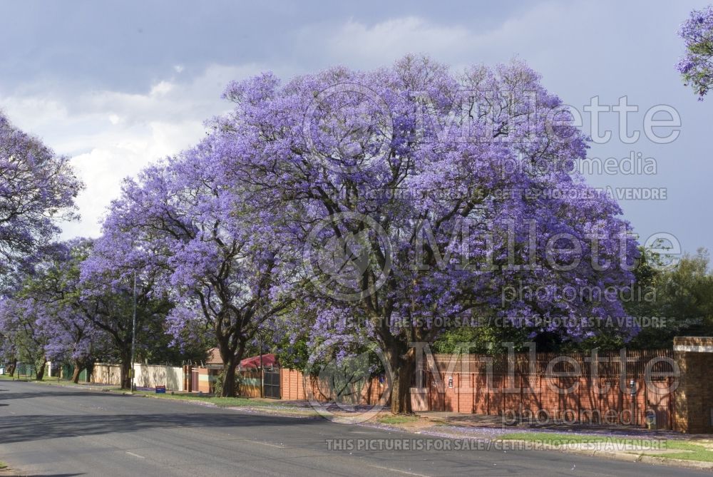 Jacaranda mimosifolia  (Jacaranda) 1 