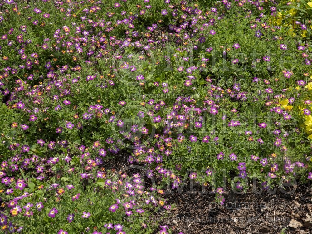 Jamesbrittenia Safari Dawn (Bacopa) 2
