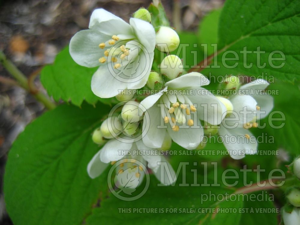 Jamesia americana (five petal cliffbush) 1