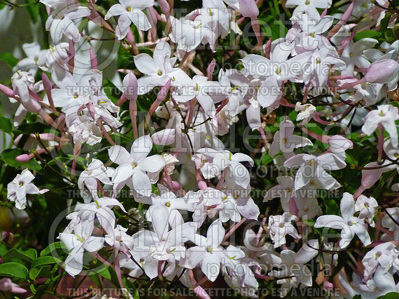 Jasminum polyanthum (Pink Jasmine, Winter Jasmine) 1 