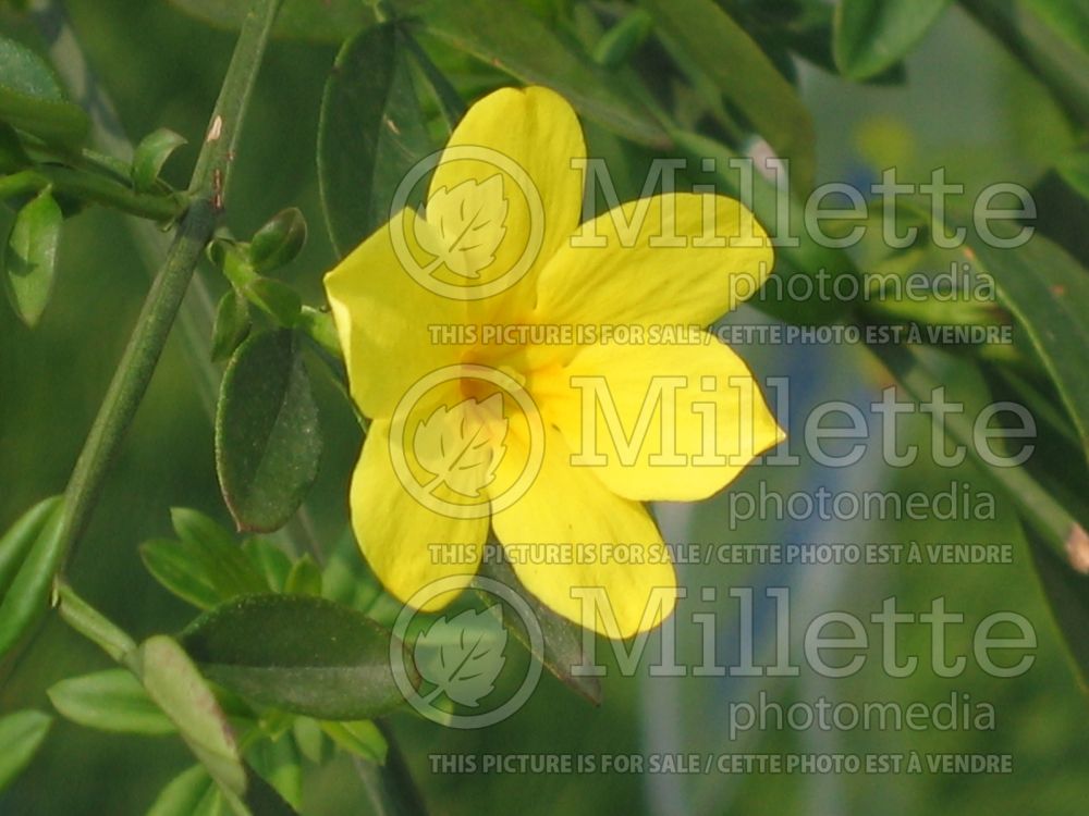 Jasminum nudiflorum (Winter jasmine) 6 