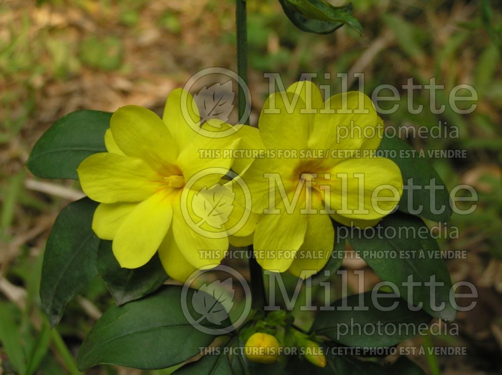 Jasminum nudiflorum (Winter jasmine) 5 