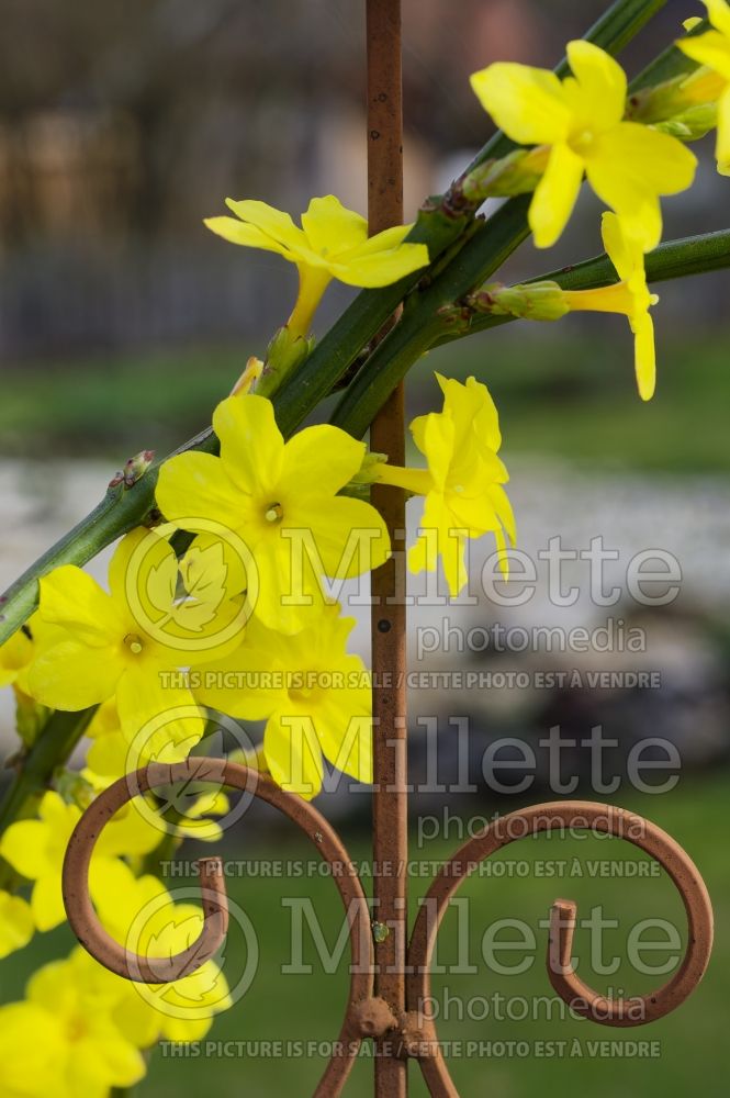 Jasminum nudiflorum (Winter jasmine) 8 