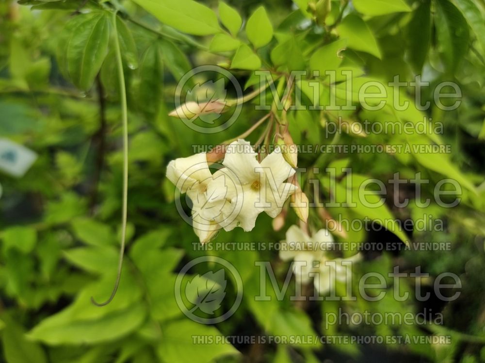 Jasminum Clotted Cream (Gold-leaved Jasmine) 1 