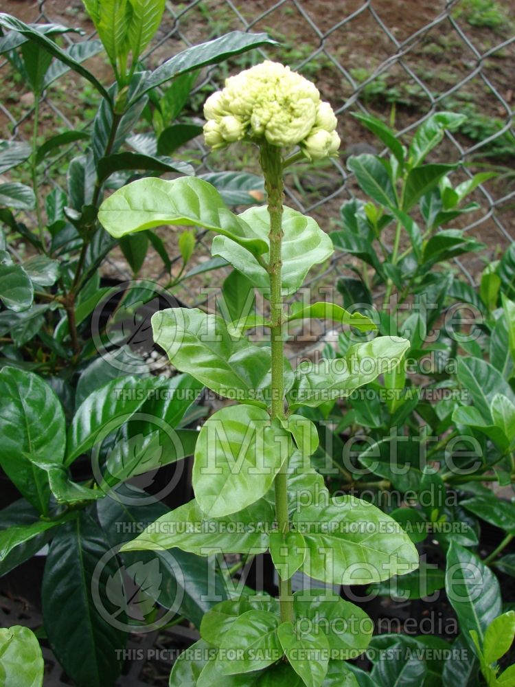Jasminum sambac (Arabian jasmine) 1 