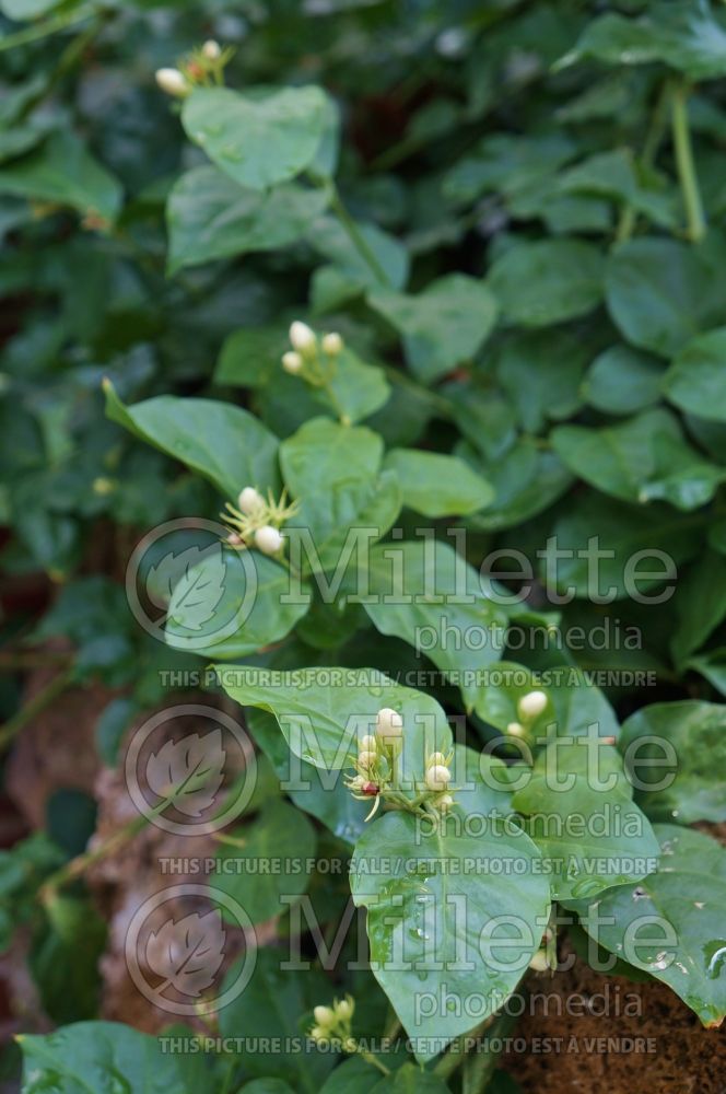 Jasminum sambac (Arabian jasmine) 2 