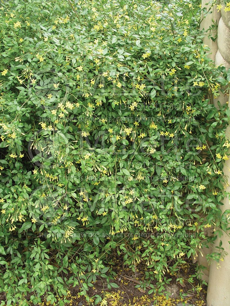 Jasminum floridum (Jasmine)   1