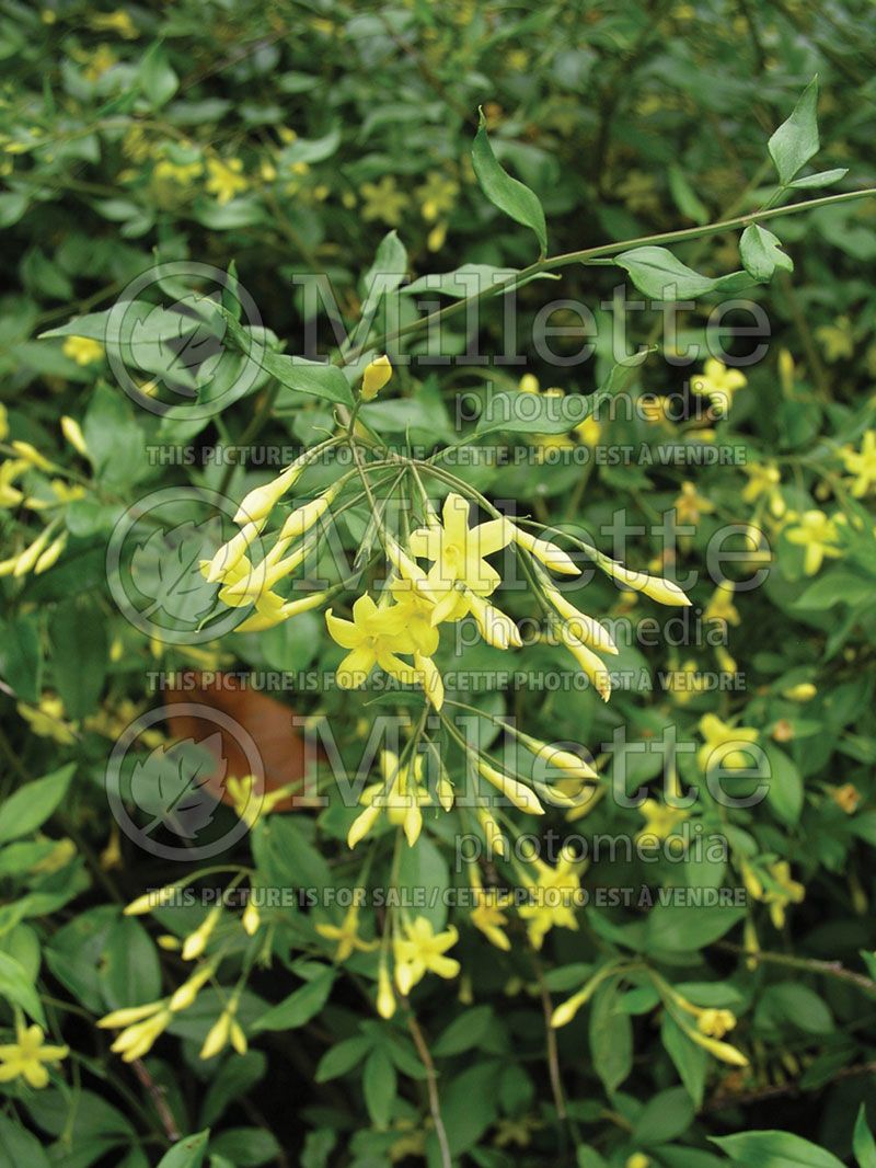 Jasminum floridum (Jasmine)   2