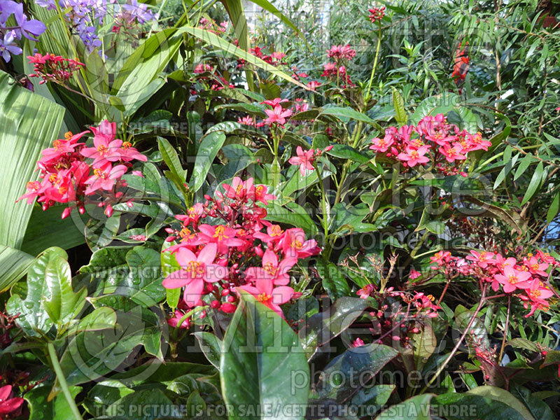 Jatropha Compacta (Compact Spicy Jatropha) 1