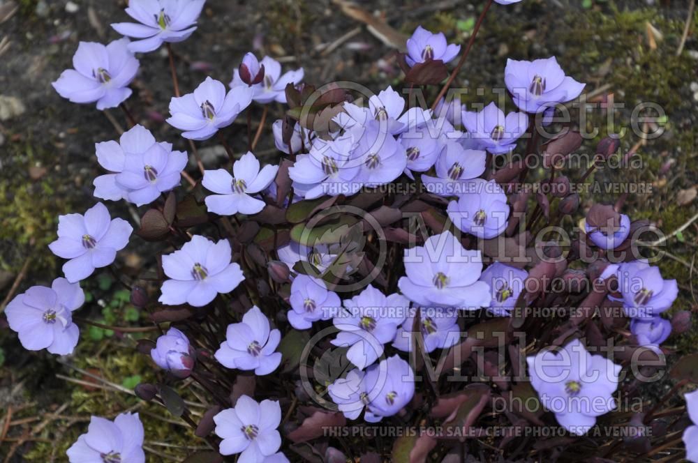 Jeffersonia dubia (Twinleaf) 4