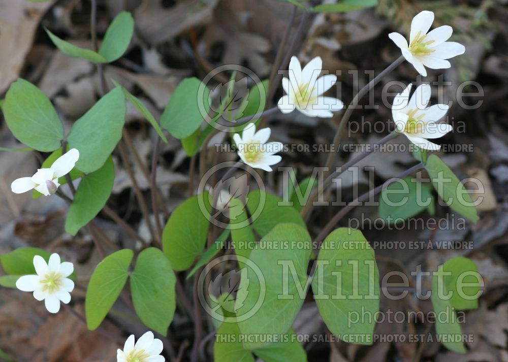 Jeffersonia diphylla (Twinleaf) 3 