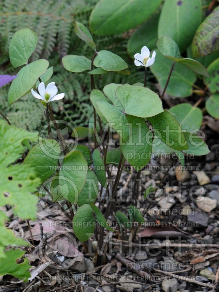 Jeffersonia diphylla (Twinleaf) 5 