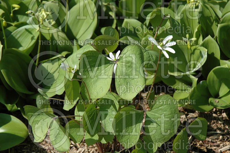 Jeffersonia diphylla (Twinleaf) 2 