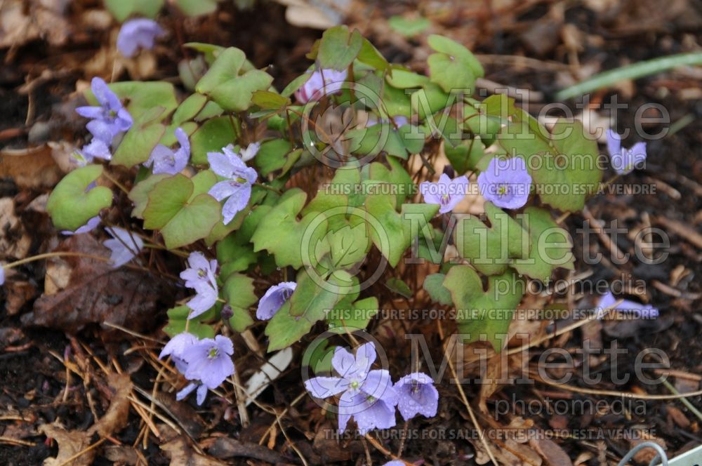 Jeffersonia dubia (Twinleaf) 1 