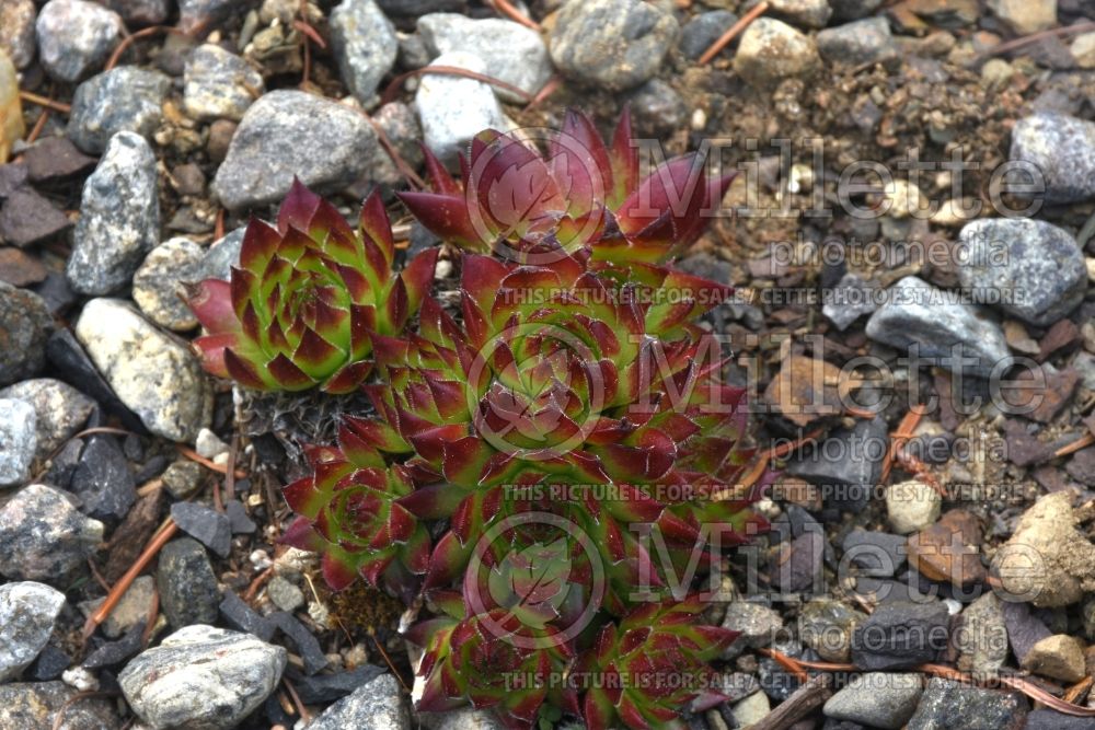 Jovibarba Steffan (Job's Beard Hens and Chicks, Houseleek) 1 